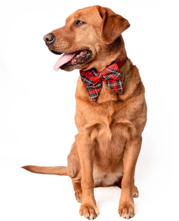 The Holiday Tartan Red Collar with removable bow