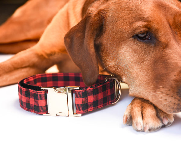 The Bosco Buffalo Plaid Collar with Matte Gold Finish Buckle - 1.5 inch