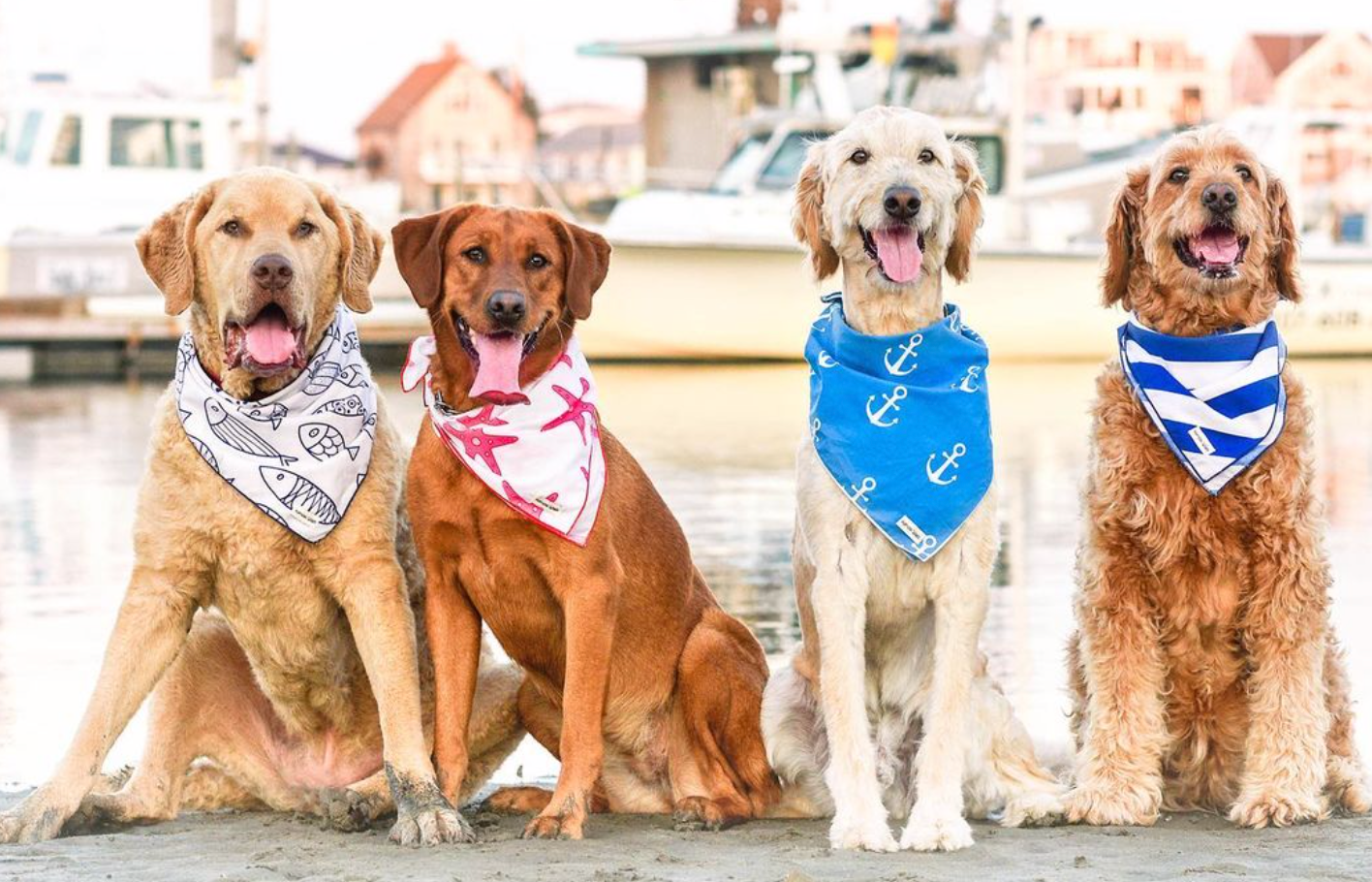 Golden retriever discount puppy bandana