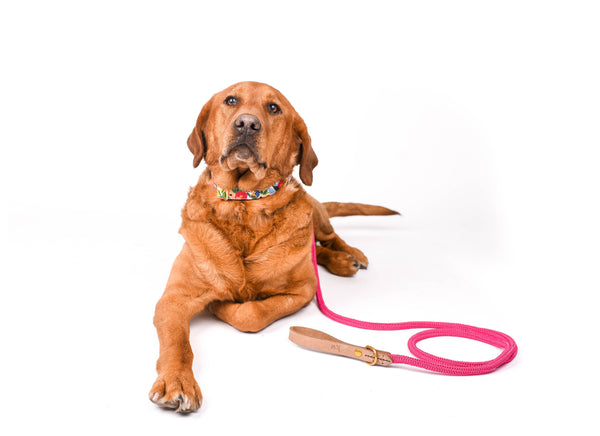 The 6 FOOT Nautical PINK Leash with Leather handle